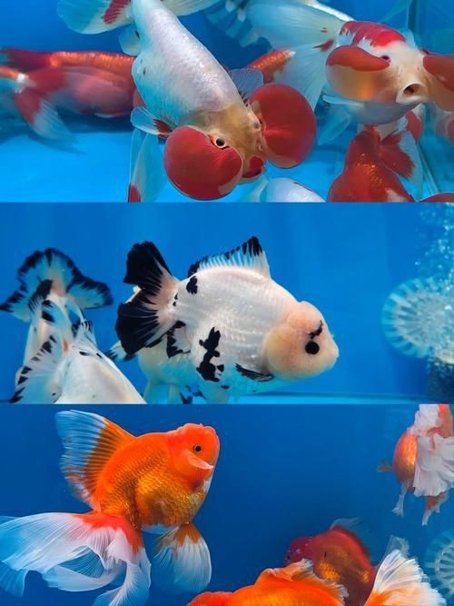 十大名貴金魚圖片【《十大名貴金魚圖片賞析》**】