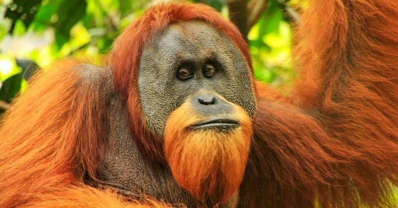 動物智商排名【動物智商最聰明的動物排名，黑猩猩、黑猩猩、大猩猩】