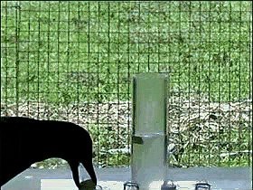 動物智商排名【動物智商最聰明的動物排名，黑猩猩、黑猩猩、大猩猩】