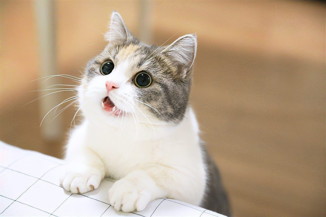 動物智商排名【動物智商最聰明的動物排名，黑猩猩、黑猩猩、大猩猩】