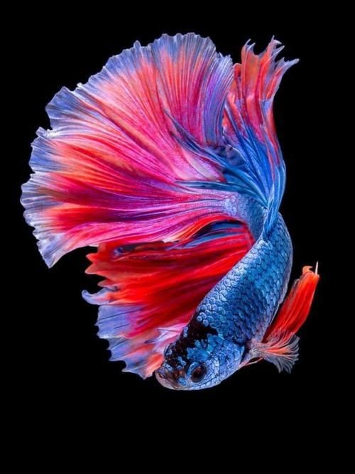 金魚圖片高清大圖