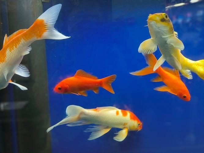 金魚圖片高清大圖