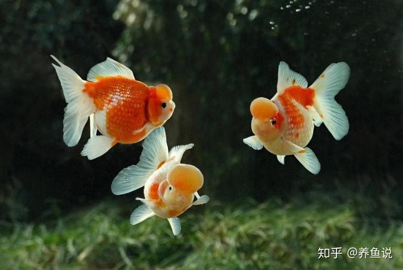 金魚圖片高清大圖