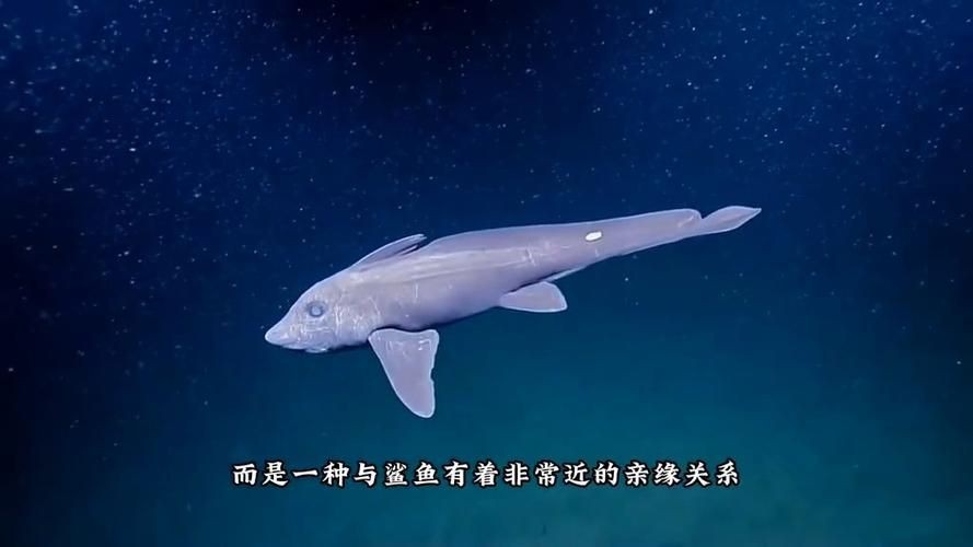 鬼鯊長什么樣子【海底怪物:鬼鯊】