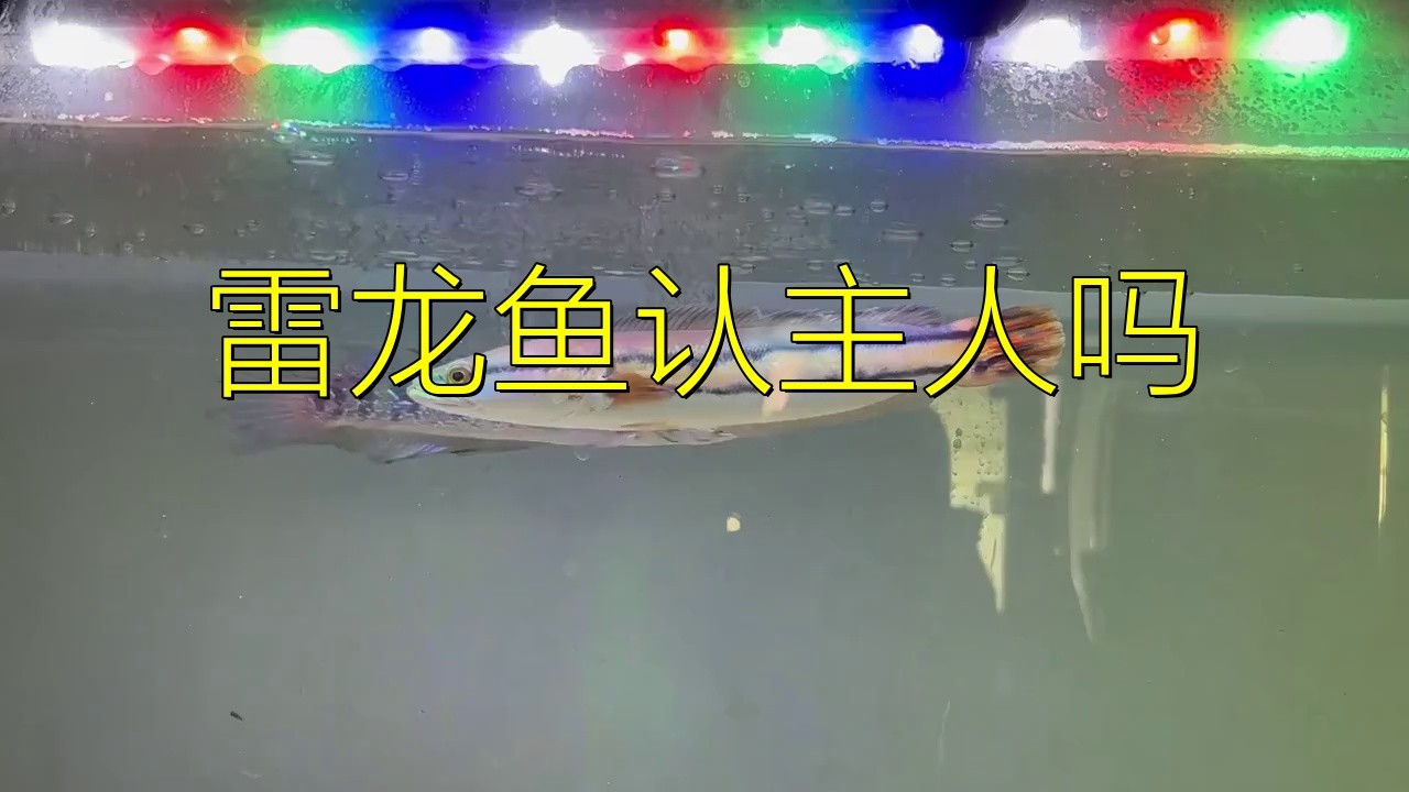 雷龍魚認主后會有哪些表現？【雷龍魚認主后會有什么表現】