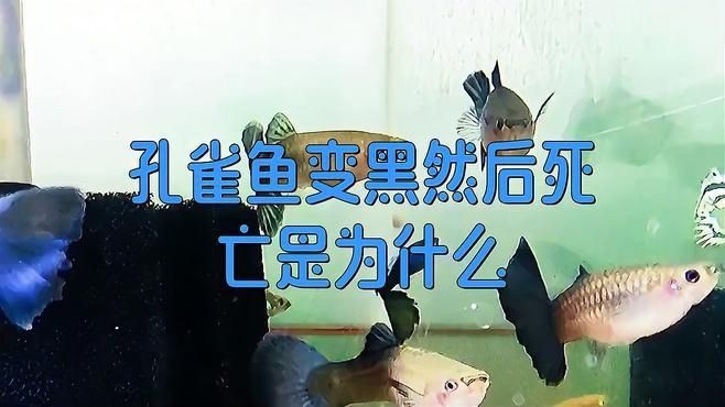 金龍魚未來有無重大利好或利空消息？（金龍魚未來有哪些重大<strong><mark>合作</mark></strong>或訂單金龍魚未來走勢如何）
