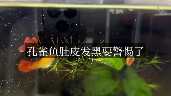 孔雀魚母魚變黑要警惕【孔雀魚變黑要警惕】