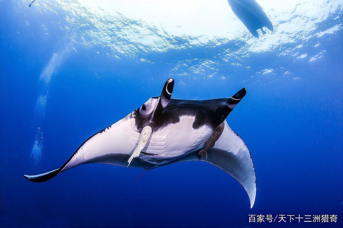 魔鬼魚為什么沒人吃【無辜的海洋生靈為何遭致殺戮搜狐網吃魚這3個部位千萬別吃】