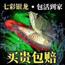 賽級的龍魚多少錢【廣州龍魚錦標賽冠軍賣出108萬天價魚主:沒有賣】