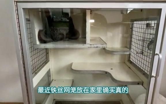 龍貓籠養需要多大的空間？