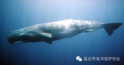大嘴鯨是抹香鯨嗎【“大嘴鯨”與抹香鯨無(wú)科學(xué)關(guān)聯(lián)，深圳大鵬灣呼吁不要圍觀】