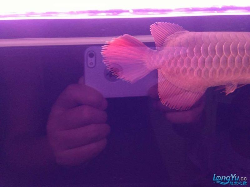 龍魚魚鰭分叉了能恢復(fù)嗎【龍魚魚鰭分叉能否恢復(fù)取決于多種因素】
