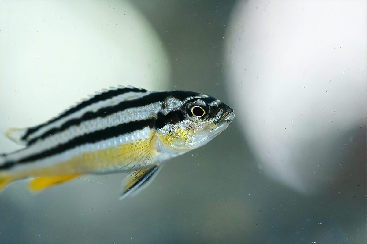 龍魚魚鰭分叉了能恢復(fù)嗎【龍魚魚鰭分叉能否恢復(fù)取決于多種因素】