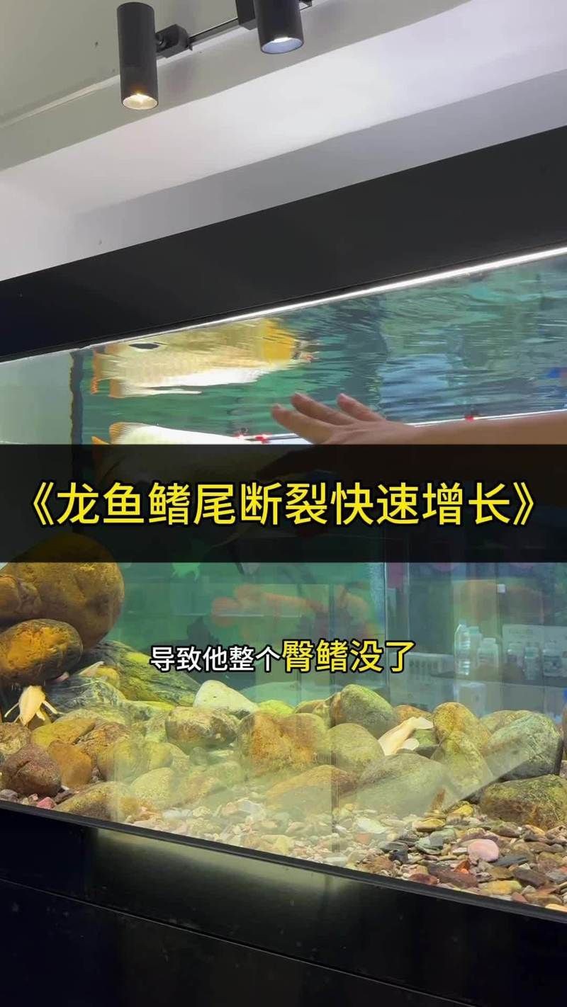 龍魚魚鰭分叉了能恢復(fù)嗎【龍魚魚鰭分叉能否恢復(fù)取決于多種因素】