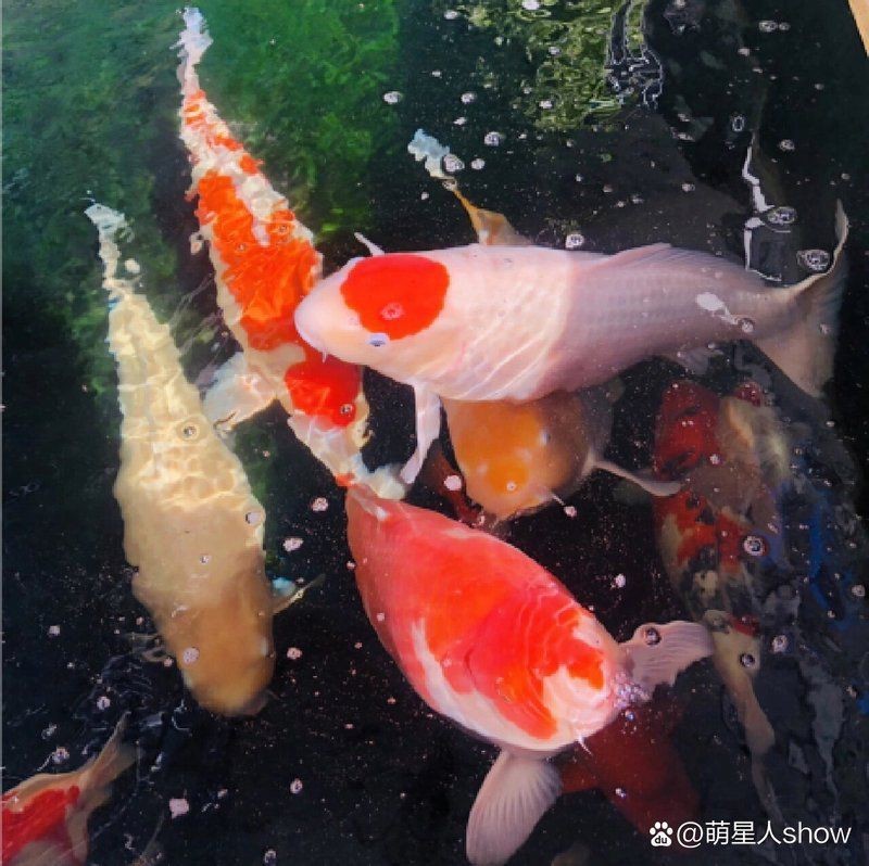 錦鯉紅色變成白色了【養殖錦鯉的注意事項】