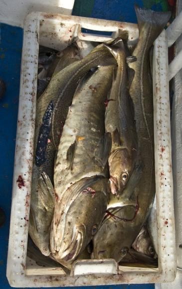 龍鱈魚圖片【江曉晨初見便傾心,龍鱈魚南橙挑水果】