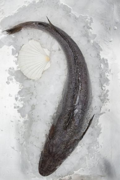 龍鱈魚圖片【江曉晨初見便傾心,龍鱈魚南橙挑水果】