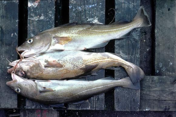 龍魚立鱗病復發會自愈嗎，龍魚立鱗病復發后多久會惡化，龍魚立鱗病復發后如何護理