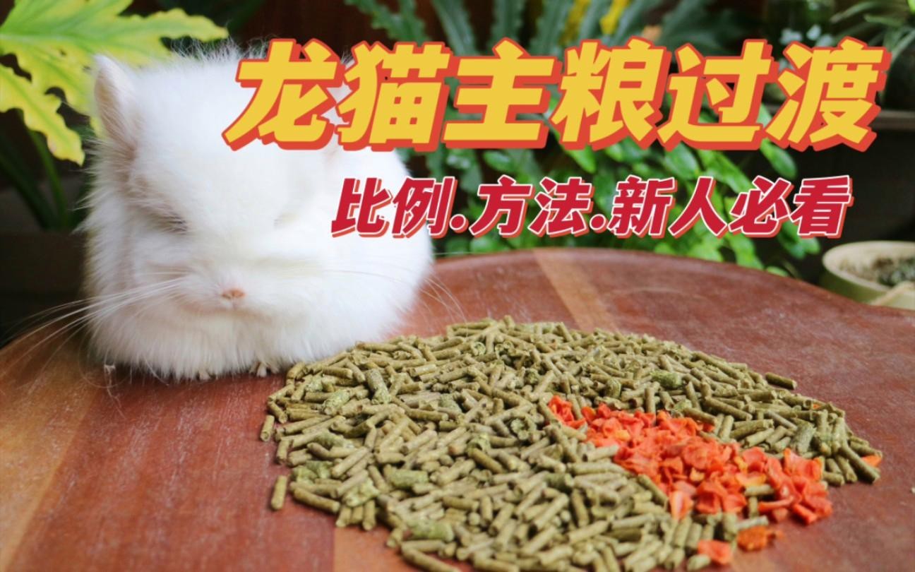 龍貓換糧時需要注意什么？【新手龍貓怎么換糧】