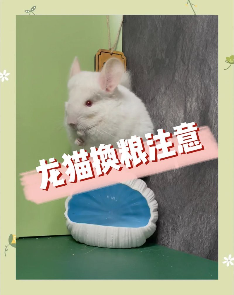 龍貓換糧時需要注意什么？【新手龍貓怎么換糧】