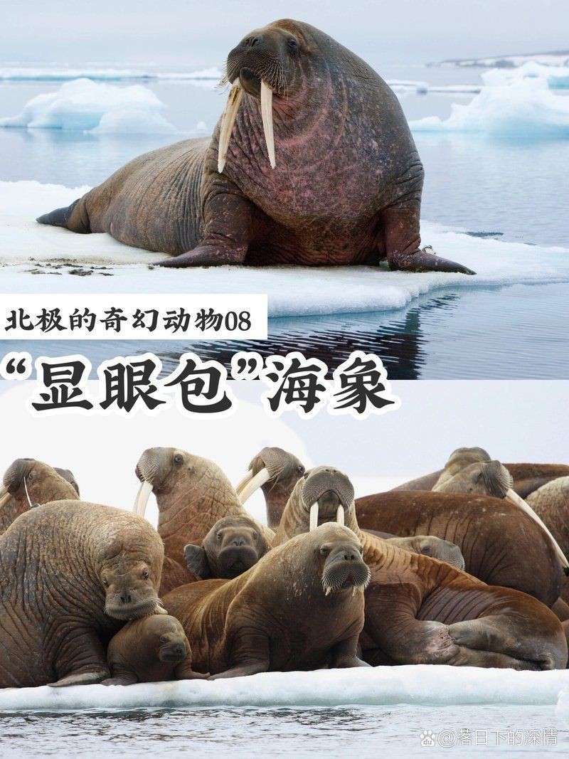 海象的寓意【《標識的成為》海象的寓意】