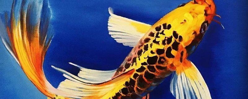 龍鳳錦鯉太難養了【養龍鳳錦鯉的注意事項】