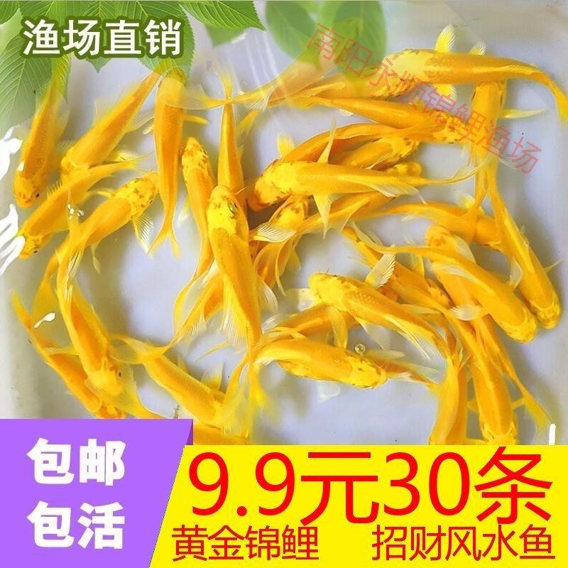 龍鳳錦鯉太難養了【養龍鳳錦鯉的注意事項】