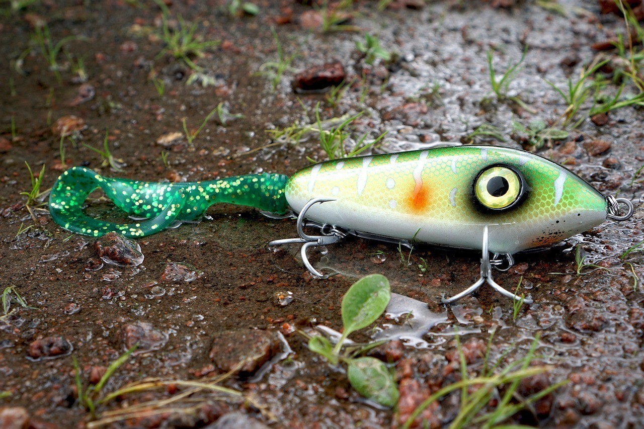 金龍魚餌優選釣魚人【金龍魚餌優選釣魚人有哪些特點】 金龍魚餌優選釣魚人【金龍魚餌優選釣魚人有哪些特點】 水族問答 第2張