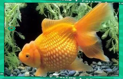 魚嘴朝什么方向最旺財【魚嘴朝向與旺財】