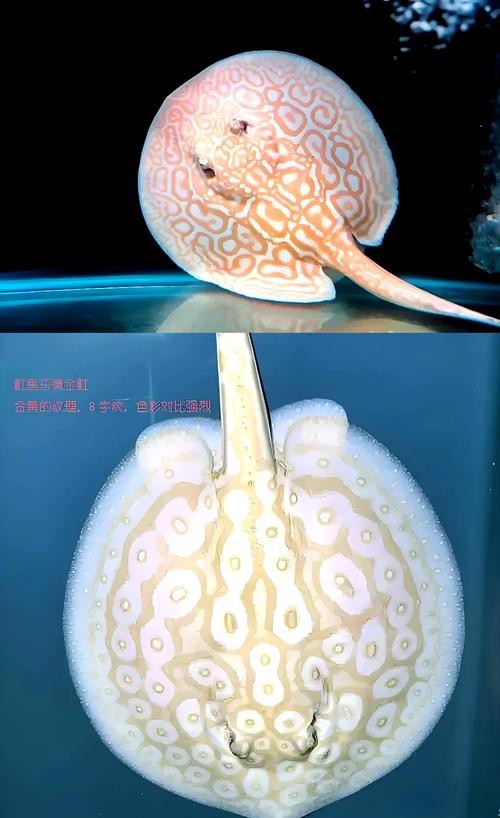 福魟魟魚(yú)圖片【浙江海洋監(jiān)測(cè)預(yù)報(bào):福魟，作為一種獨(dú)特的水生生物】