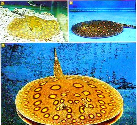 福魟魟魚(yú)圖片【浙江海洋監(jiān)測(cè)預(yù)報(bào):福魟，作為一種獨(dú)特的水生生物】