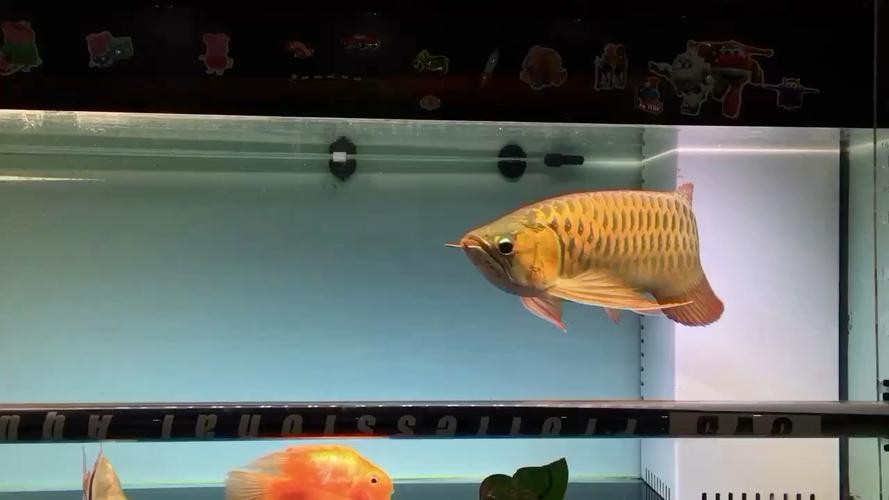 福魟魟魚(yú)圖片【浙江海洋監(jiān)測(cè)預(yù)報(bào):福魟，作為一種獨(dú)特的水生生物】