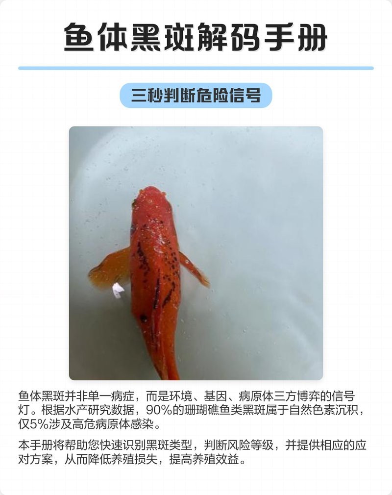 如何判斷龍魚鱗片黑斑是否嚴重？【龍魚鱗片發黑怎么辦？】