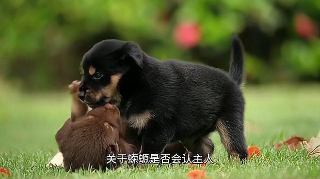 如何判斷龍魚鱗片潰爛的嚴重程度？【蠑螈養久了會認主人嗎】