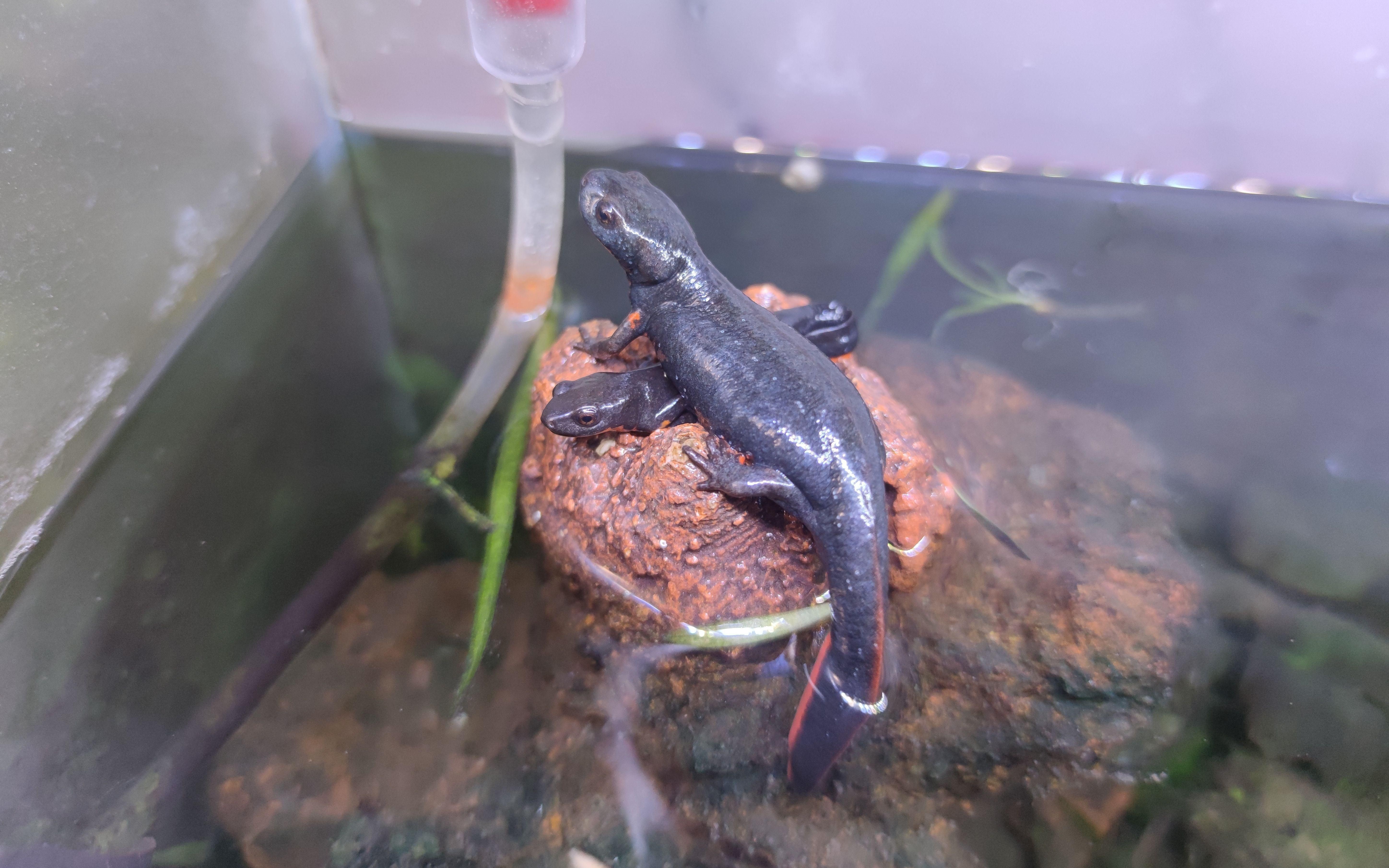 如何判斷龍魚鱗片潰爛的嚴重程度？【蠑螈養久了會認主人嗎】