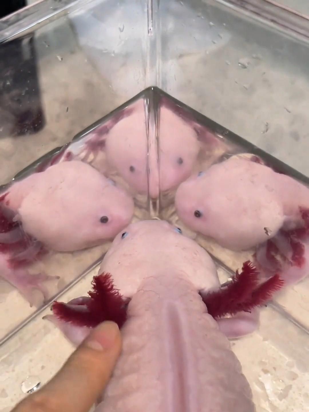 如何判斷龍魚鱗片潰爛的嚴重程度？【蠑螈養(yǎng)久了會認主人嗎】