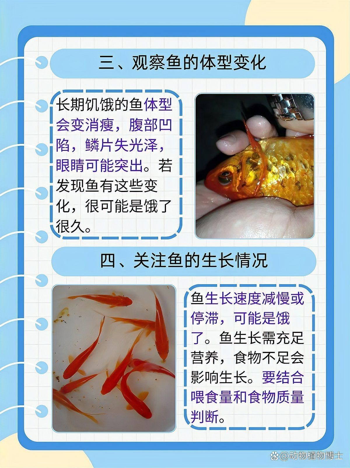 魟魚餓了的表現(xiàn)【怎么判斷[需手動填充]魚餓了】