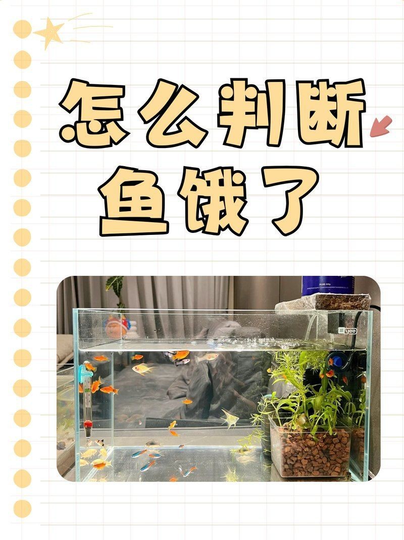魟魚餓了的表現(xiàn)【怎么判斷[需手動填充]魚餓了】
