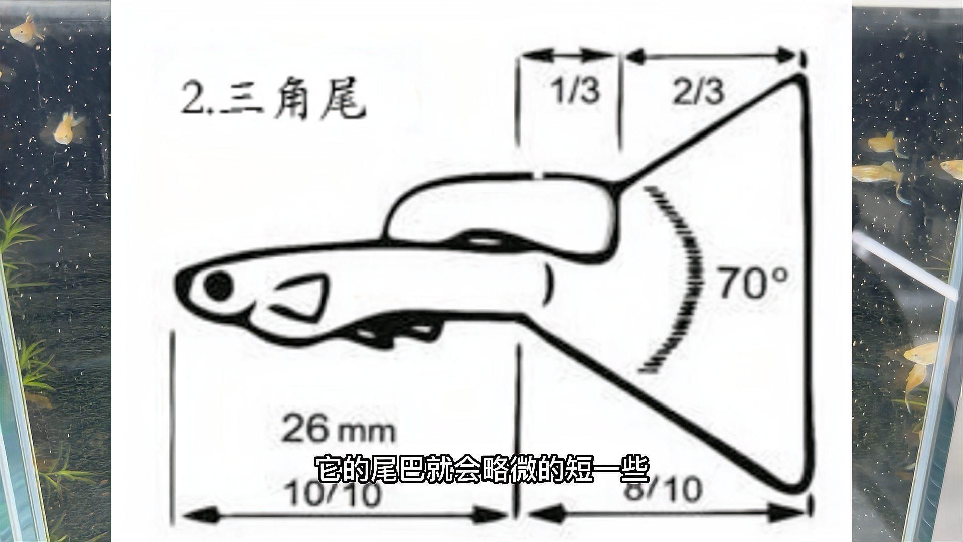賽級魚【《賽級魚：水中的極致較量》】