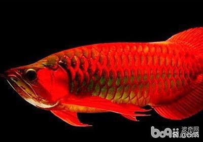 龍魚擋災有沒有真實案例？【養龍魚可以為飼主擋災嗎？】 龍魚擋災有沒有真實案例？【養龍魚可以為飼主擋災嗎？】 龍魚論壇 第4張