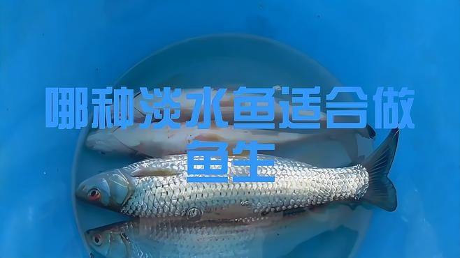 淡水魚做魚生最好的魚,品種【哪種淡水魚適合做魚生】