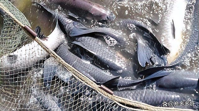 龍魚爛鰓最簡單三個步驟【《龍魚爛鰓最簡單三個步驟》*是令魚友頭疼的問題】