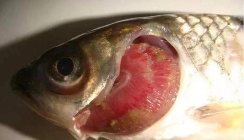 龍魚爛鰓最簡單三個步驟【《龍魚爛鰓最簡單三個步驟》*是令魚友頭疼的問題】