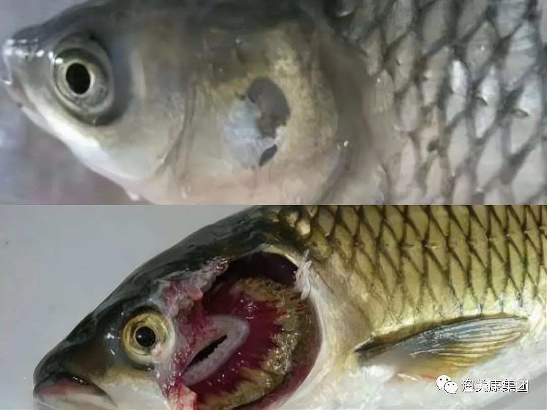 龍魚爛鰓最簡單三個步驟【《龍魚爛鰓最簡單三個步驟》*是令魚友頭疼的問題】
