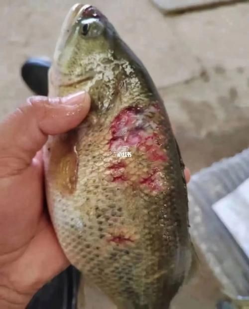 魚身上潰爛圖片【魚身上潰爛是怎么回事】