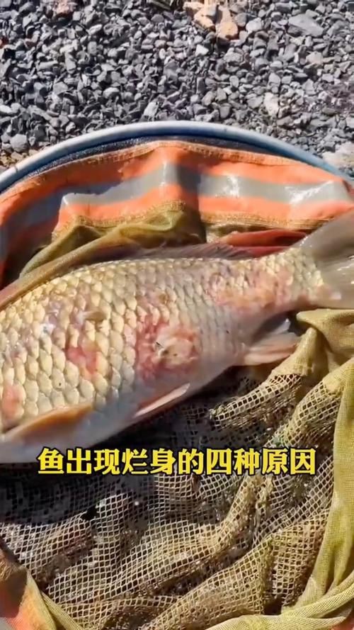 魚身上潰爛圖片【魚身上潰爛是怎么回事】