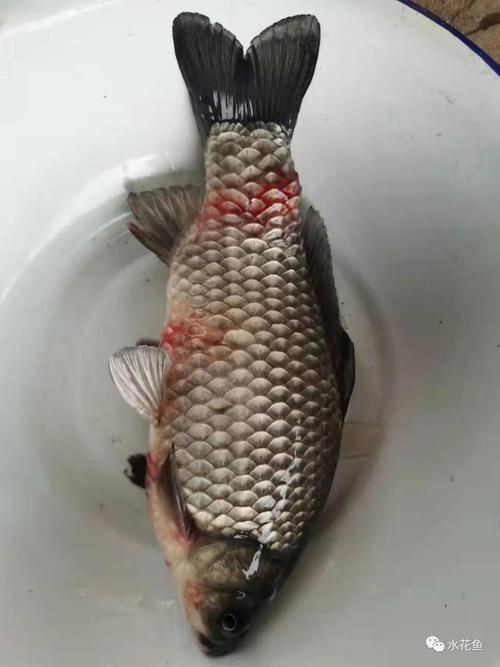 魚身上潰爛圖片【魚身上潰爛是怎么回事】