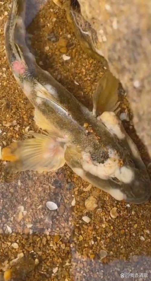 魚身上潰爛圖片【魚身上潰爛是怎么回事】