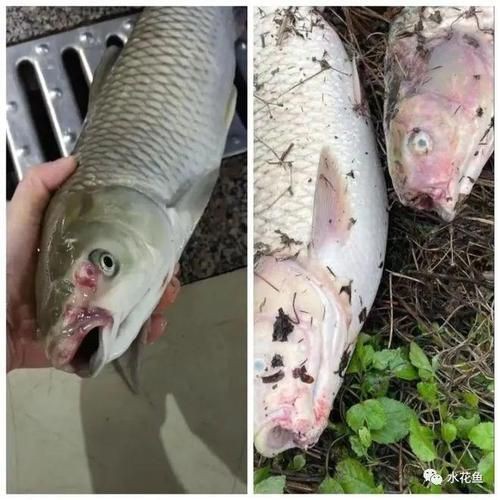 魚身上潰爛圖片【魚身上潰爛是怎么回事】