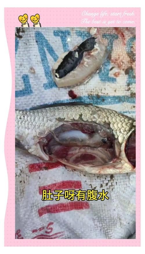 魚身上潰爛圖片【魚身上潰爛是怎么回事】